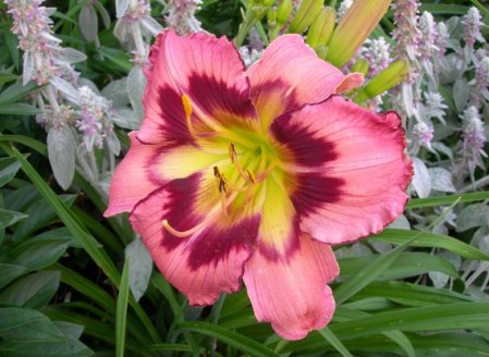 Daylily 'Intelligent Design'