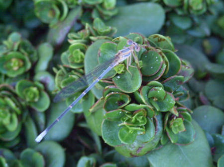 Blue Tail Fly