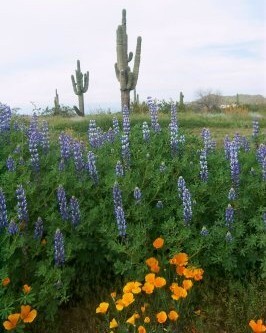 widflowers & Saguaros- Phoenix Arizona