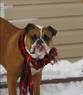 Bella in the snow