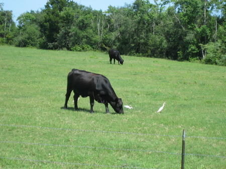 Front/east pasture