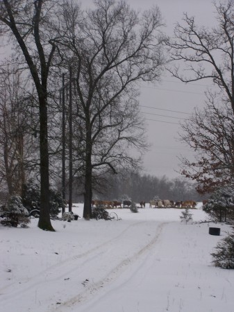 snowy day at the farm