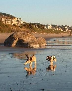 My beach bum dog, Riley (and my husband's dog, Roxy).