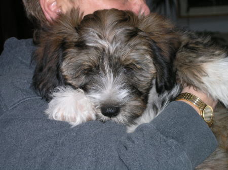 My new puppy Tibetan Terrier Keaton, aka Kiki