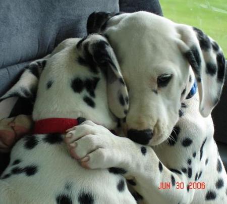 Puppy Love - June 2006