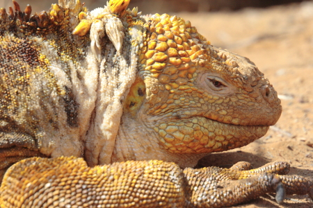 Land Iguana in the Galapagos Islands