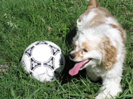 Soccer Dog