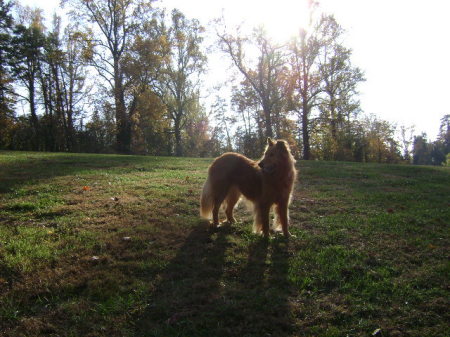 reynolda gardens 037