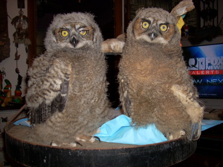 Two baby Great Horned Owls.
