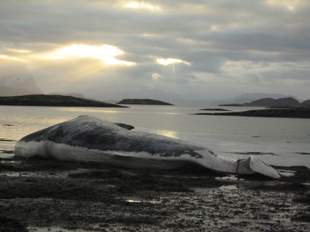 Sperm Whale that drifted ashore on Bolga in November 2007