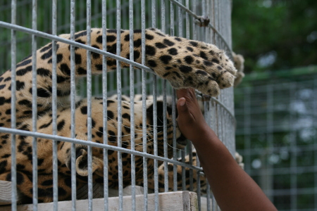 Licked by a Leopard