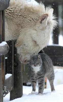 Cat and Pony.