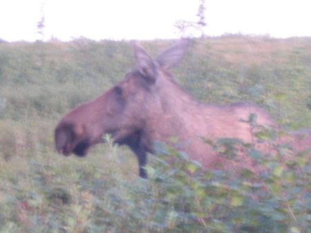 A moose