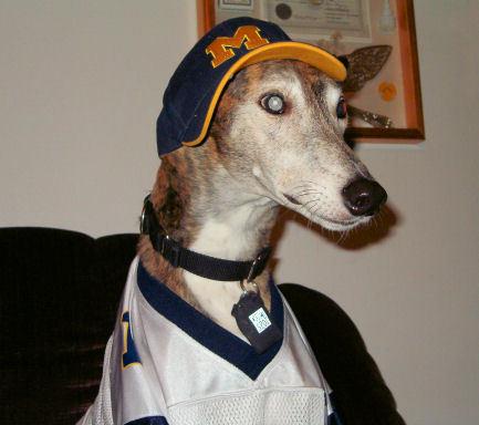 Shiny Penny - the Michigan Fan