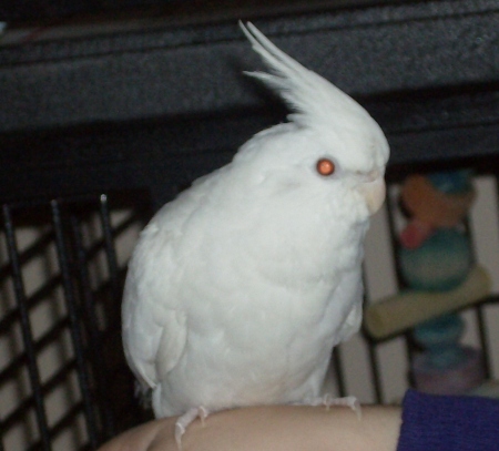 Coco " my husband's albino cockatiel "