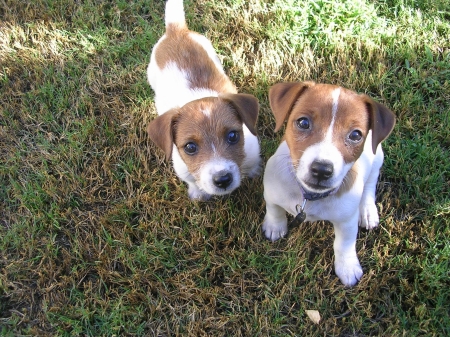 My JRT Puppies