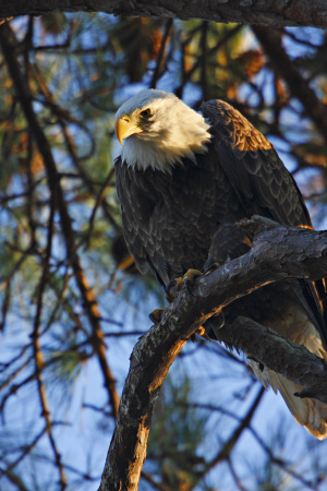 Female American Bald Eagle
