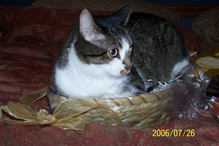 gift basket cat