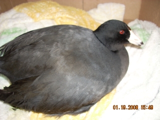 An American coot