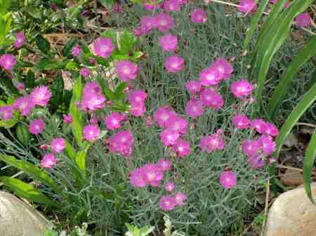 My rock garden dianthus 2010