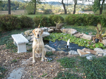 Ruger at my pond