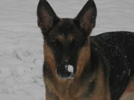 Ader in the snow