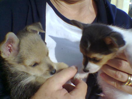 FEARLESS & ANZAC at 9wks old, 2005
