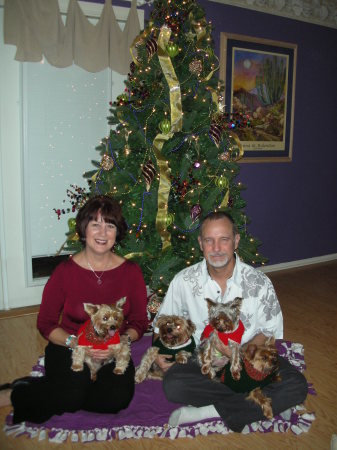 Christmas Yorkies!