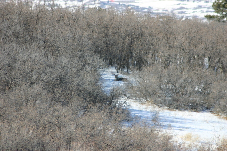 Giant Buck