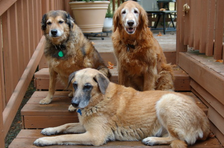 Our dogs Sandy, Amber, & Hercules