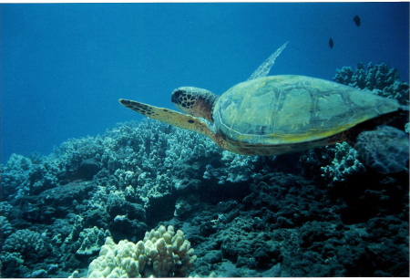 Green Turtle