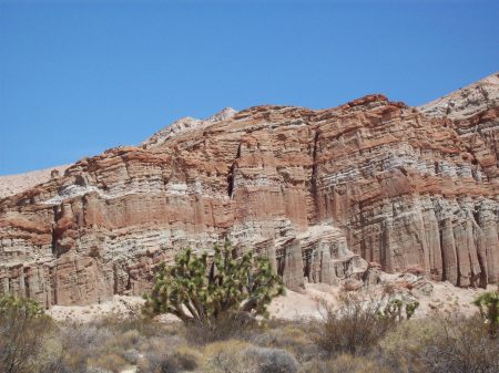 Red rocks and a Joshua tree