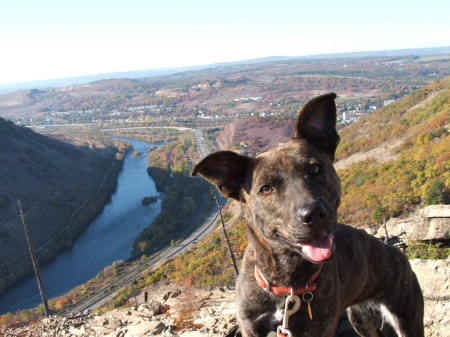 Lehigh Gap w/ foster dog, Raisin