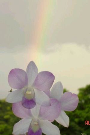 Orchid and Rainbow