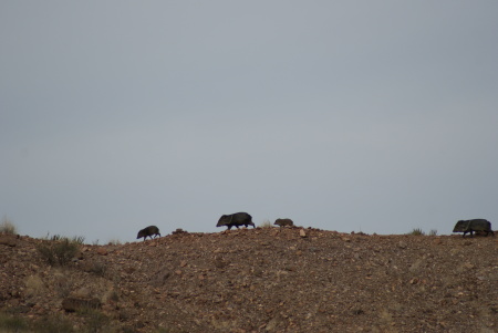 Mexican wild pigs at Big Ben National Park, TX