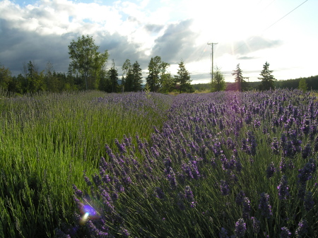 Lavender farm Sequim WA