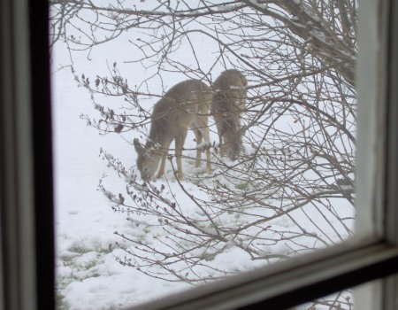 View from my kitchen window.