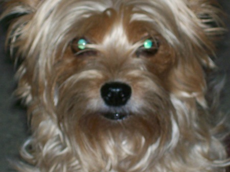 Toshi (female Yorkie)