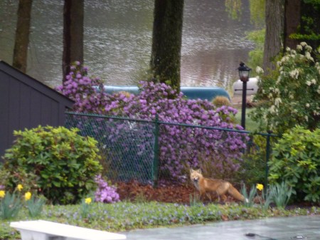 Fox in backyard