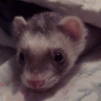 Shadow the ferret