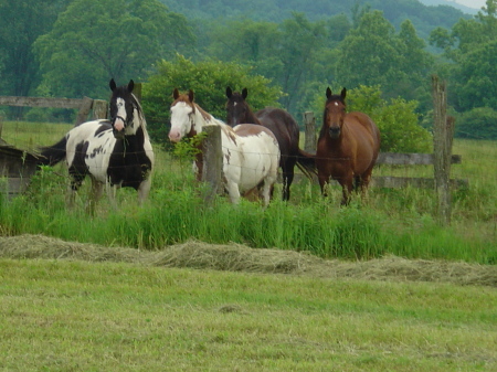 Horses at Farm