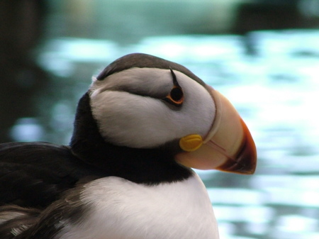 Puffin at the Sea Aquatic Center in Seward, Alaska