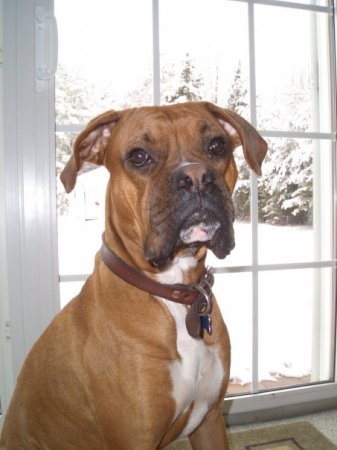Our Boxer "Duke"