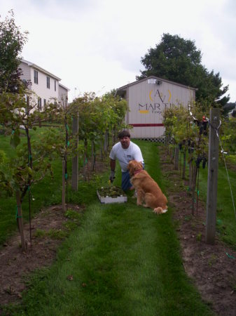 Me in my vineyard with our dog Mia