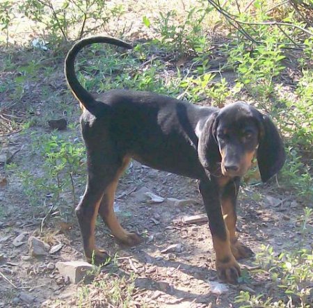 Ellie...my coonhound