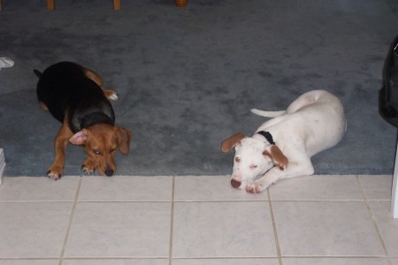 Dumb and Dumber patiently waiting for you to drop something in the kitchen.