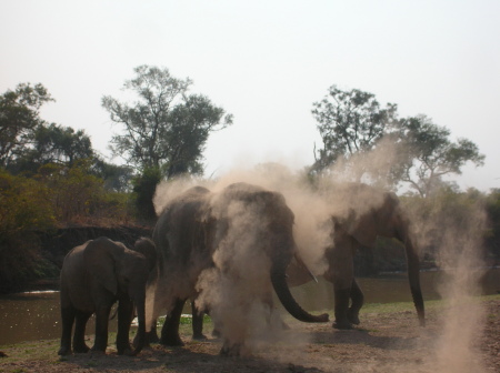 Elephants dusting