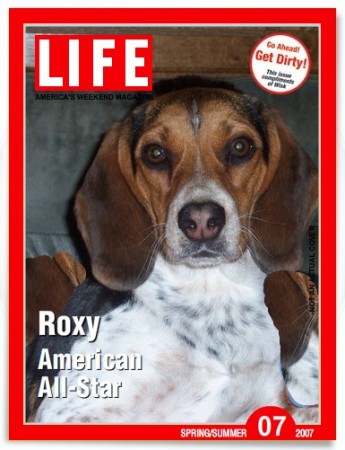 Roxy-my beagle