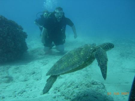 Diving with the Turtles in Hawaii
