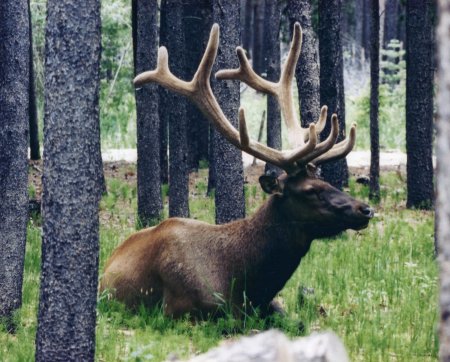 Elk